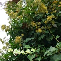 バラ,ユスラウメ,シュロ,ツタ(蔦),ソラの日の画像