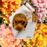 キンギョソウ,シクラメン,ナンテン,プリムラ,ミセバヤの画像