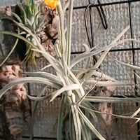 チランジア,ティランジア,ティランジア・クロカータ カッパーペニー,もんきち師匠株,もんきち師匠株の画像