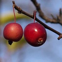 ヒメリンゴ,樹木の画像