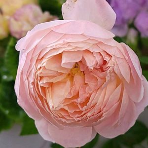 バラ  アイウィル,初心者,ベランダガーデニング,初めて育てる,ばら バラ 薔薇の画像