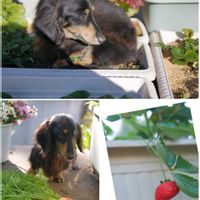 イチゴ,ニンジン,リーフレタス,ポタジェ,プランター菜園の画像