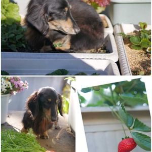 イチゴ,ニンジン,リーフレタス,ポタジェ,プランター菜園の画像