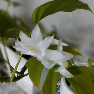 シャコバサボテン,天使の舞,まだまだ初心者,花のある暮らし,緑のある暮らしの画像