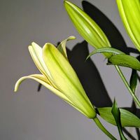 ユリ,今日の花,花のある暮らし,花色,お顔がこんにちはの画像