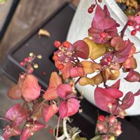 レッドベリー,ジュズサンゴ,水滴,軒下,つぶつぶの画像