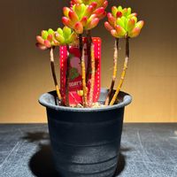 虹の玉（セダム属）,虹の玉,セダム 虹の玉,かわいい,可愛いの画像