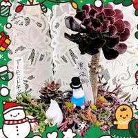 オンシジウム,皇帝ダリア,サザンカ,ランタナ,ルビーネックレスの画像