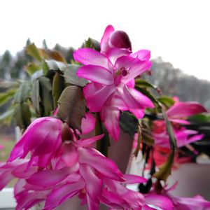 シャコバサボテン,室内,花のある暮らし,今日のお花の画像