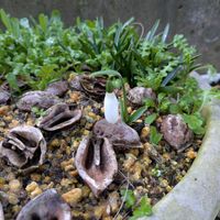 スノードロップ,ネモフィラ,花のある暮らし,岩手県,季節を感じる暮らしの画像