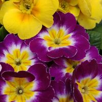 プリムラ　ジュリアン,イエロー,大好きな花,シルエット❤︎,風の中の画像