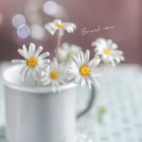 マーガレット,可愛い,白い花,癒し,花のある暮らしの画像