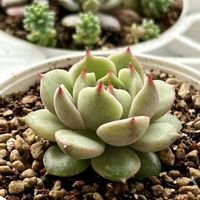  ベンバディス,多肉植物,癒し,葉挿しっ子の画像