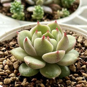  ベンバディス,多肉植物,癒し,葉挿しっ子の画像