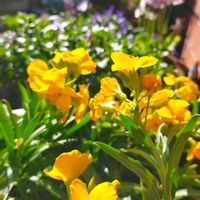 チェイランサス,パンジー,ビオラ,プリムラ マラコイデス,庭の画像