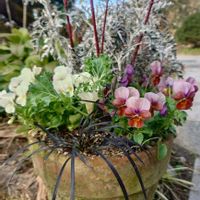 シロタエギク,ハボタン,パンジ－,サンゴミズキ,コクリュウの画像