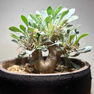 オトンナ・ユーフォルビオイデス,多肉植物,観葉植物,塊根植物,実生の画像