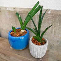 サンスベリア,観葉植物,観葉植物を楽しむ,観葉植物のある暮らしの画像