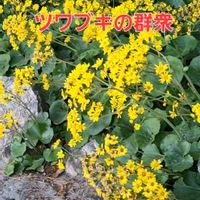 ツワブキ,桂浜,坂本龍馬,長宗我部元親,久礼大正市場の画像