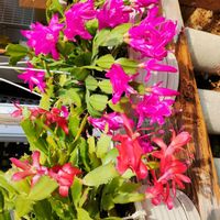 キク,シャコバサボテン,ペチュニア,デンマークカクタス(シャコバサボテン),ガーデニングの画像