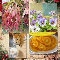 キンカン,ミセバヤ,ルビーネックレス,デンマークカクタス,シャコバ サボテンの画像