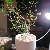 ソフォラ　リトルベイビーの画像