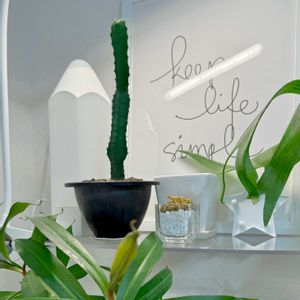 オペルクリア・パキプス,食虫植物,塊根植物,多肉植物とサボテン,植物育成ライトの画像