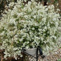 ユーフォルビアダイアモンドスノー,ユーフォルビア,ガーデニング,ナチュラルガーデン,白い花の画像