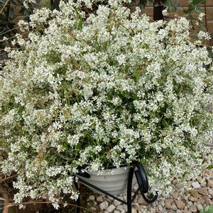 ユーフォルビアダイアモンドスノー,ユーフォルビア,ガーデニング,ナチュラルガーデン,白い花の画像