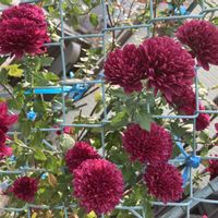 ダリア,ダリア,散歩,ピンクの花,iPhone撮影の画像