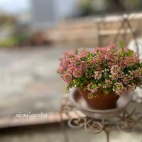 アリッサム,ガーデニング,NO GREEN  NO LIFE,植物中毒,niconの画像