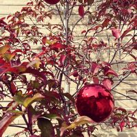 ヤマボウシ,ヤマボウシの実,クリスマスの画像