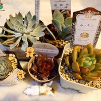 サントリナ,白うさぎ,花かんざし,花かんざし,姫神刀の画像