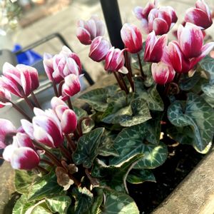 ガーデンシクラメン,かわいい,ガーデニング,ナチュラルガーデン,癒しの画像