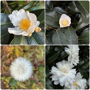 サザンカ,オニノゲシ,タイワンツバキ,ヒヨドリジョウゴの実,ウォーキング中の画像