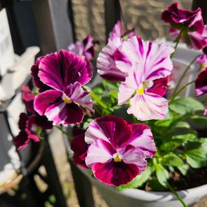 パンジー　好花,鉢植え,明るい日陰,プランター,ガーデニング初心者の画像