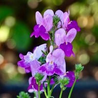 リナリア,リナリア(姫キンギョソウ),横浜イングリッシュガーデン,オオバコ科,可愛い花の画像