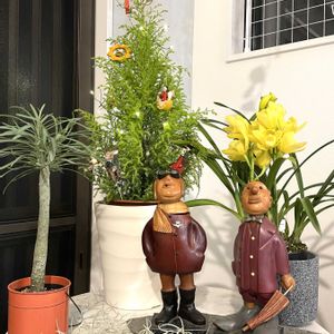 ウスネオイデス,コニファー,モンキーツリー,シンビジューム,観葉植物の画像