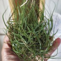 チランジア,チランジア シーディアナ,チランジア シーディアナ クランプ,多肉植物,エアプランツの画像