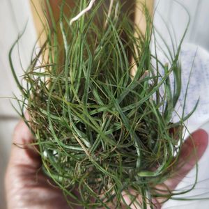 チランジア,チランジア シーディアナ,チランジア シーディアナ クランプ,多肉植物,エアプランツの画像