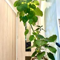 ウンベラータ,フィカス,フィカスペティオラリス,癒しの空間,寒さに負けるなの画像
