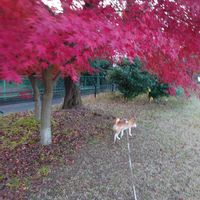 ススキ,モミジ(紅葉),ワンワン祭りの画像