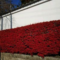 ドウダンツツジ,京都,紅葉（こうよう）の画像
