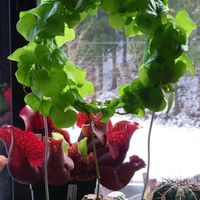 亀甲竜,ディオスコレア,多肉植物,植物のある暮らし,植物が好きの画像