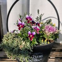 シレネ,シロタエギク,ラベンダー,ビオラ・ミステリアスバニー,ロータス ブリムストーンの画像