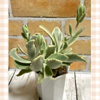 カランコエ,月の光,カランコエ  月の光,多肉植物は癒し(๑˃̵ᴗ˂̵)♡,おうち園芸の画像