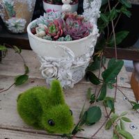 アリッサム,火星人,ホワイトストーングロブ,復興祈願,HTCの画像