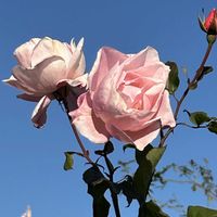 ダリア,バラ クイーンエリザベス,ユリオプステージ,横浜山下公園,お出かけ先の画像