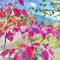 ハナミズキ,ガーデニング,庭木,山野草,花木の画像