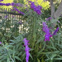 フェンスの画像